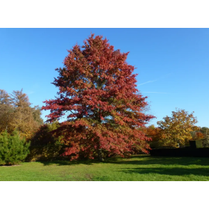 Dub močiarny (Quercus palustris) - výška 50-70 cm, kont. C5L